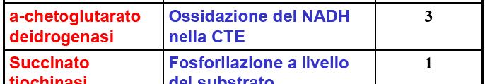 CoA che entra nel Ciclo di Krebs