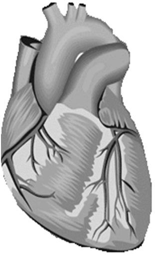 Differential effects of different CCBs on CV cells Dihydropyridines: Selective vasodilators Non -dihydropyridines: equipotent for cardiac tissue and vasculature Peripheral vasodilation Heart