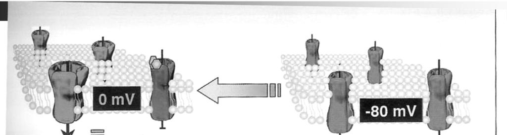 Dopo l apertura, pur rimanendo la membrana depolarizzata,