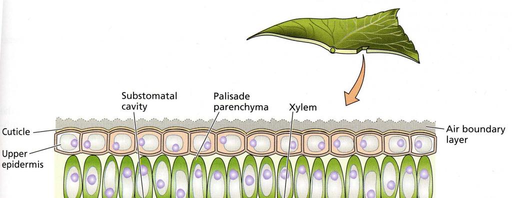 l H 2 O, evaporata dalla superficie delle cellule negli spazi aeriferi, esce dalla