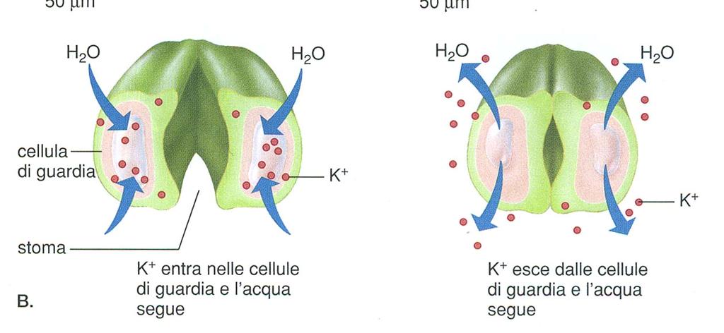 rigonfiano verso l esterno Apertura dello stoma Un flusso di ioni K + dalle cellule ausiliare alle cellule di