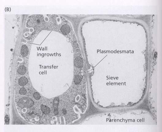 Gli elementi dei tubi cribrosi sono connessi mediante plasmodesmi con una o più Cellule Compagne Cellule Compagne:
