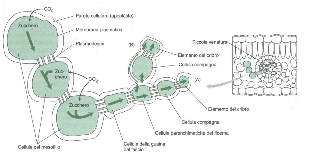 Via Apoplastica Via simplastica i fotosintati per entrare nei vasi cribrosi seguono meccanismi differenti a seconda dei composti: - Gli acidi