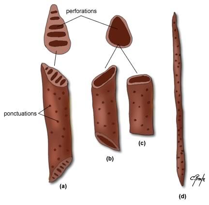 Lo xilema è costituto da 4 tipi di cellule: 1. Fibre anche 2. cellule parenchimatiche nel floema 3. tracheidi 4.