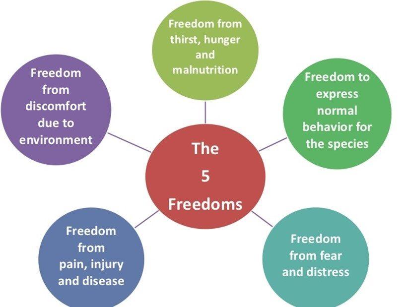 Le cinque libertà, nella definizione del FAWC (1992).
