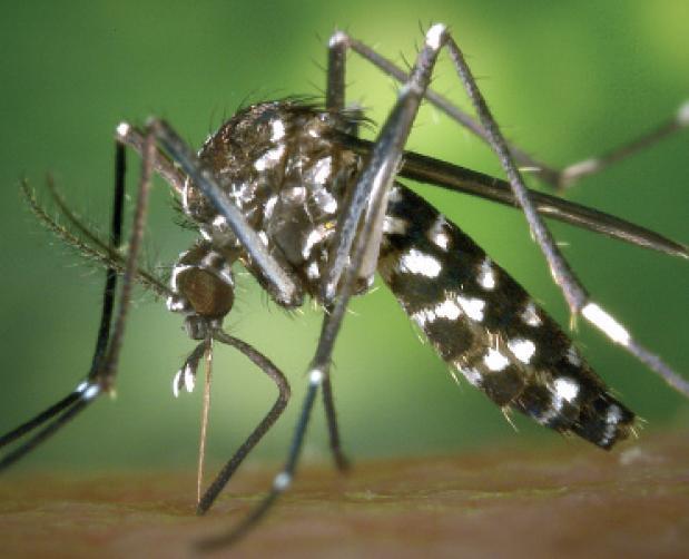 Zanzara tigre (Aedes albopictus) Classe: Insetti Ordine: Ditteri Famiglia: Culicidi Specie: Zanzara tigre (Aedes albopictus) Specie alloctona, originaria delle foreste Tropicali del Sud-est asiatico;