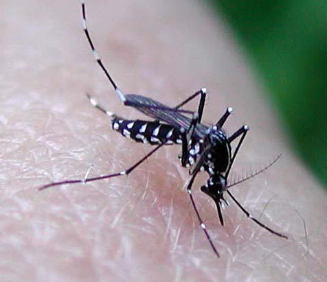 Quali sono le le differenze con la zanzara comune?