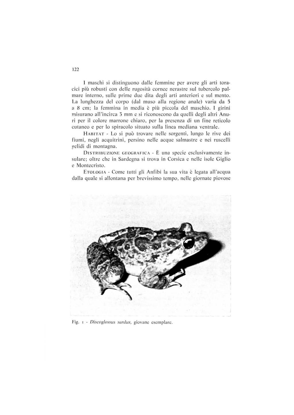 122 I maschi si distinguono dalle femmine per avere gli arti toracici più robusti con delle rugosità cornee nerastre sul tubercolo palmare interno, sulle prime due dita degli arti anteriori e sul