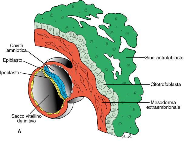 Trofoblasto + Mesoderma extraembrionale CitoTrofoblasto: cellule plurinucleate di origine trofoblastica SincizioTrofoblasto: