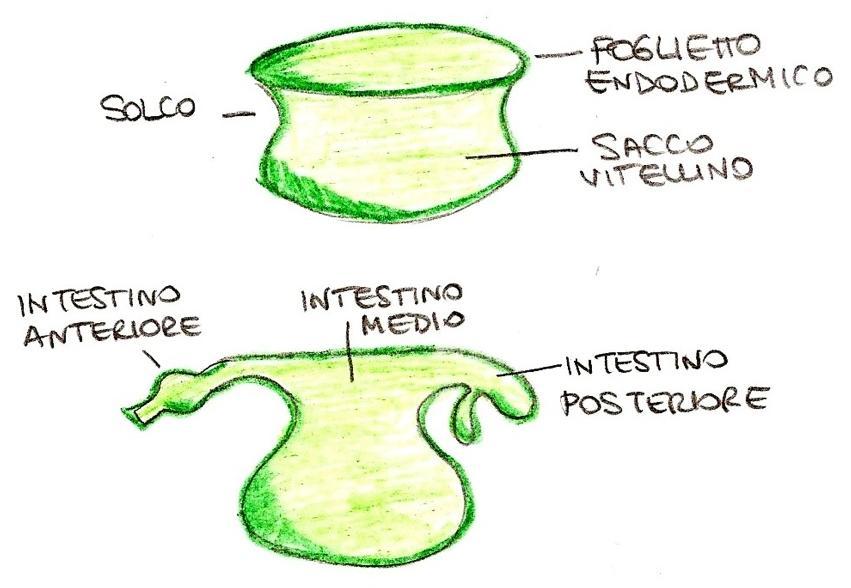 caudalmente dalla membrana cloacale che sarà poi l apertura cloacale Intestino medio aperto e comunicante