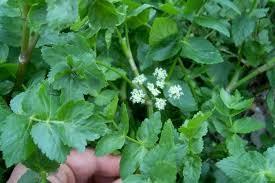 Apium nodiflorum (sedano d Acqua) Helosciadium nodiflorum