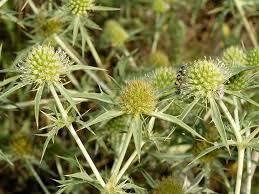 Eryngium campestre L. Famiglia: Umbelliferae Sinonimi: Eryngium campestre L. subsp. contractum (Micheletti) Degen, Eryngium latifolium Hoffmanns.