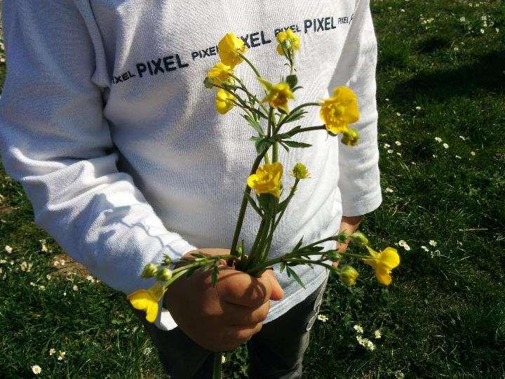 escono fiori la primavera è bella perché ci fa felici dà