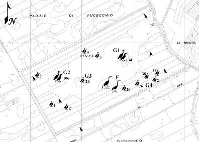 All interno dell area Le Morette, in una porzione di canneto a Phragmites australis piuttosto centrale, dal 1998 nidificano in colonia monospecifica alcune coppie di Airone rosso (Ardea purpurea), e