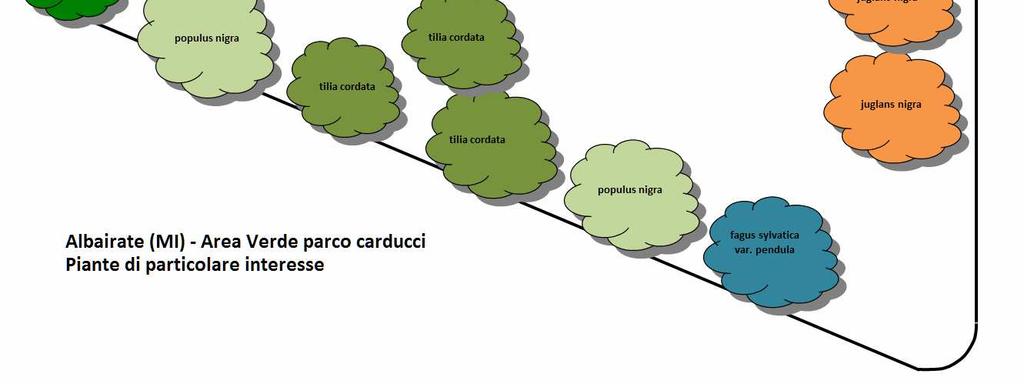 Come per la gran parte degli alberi del parco, l edera (Hedera helix) è cresciuta, aderendo al tronco dei pioppi, a dimostrazione che le piante hanno avuto uno