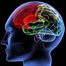 Applicazioni dell MRI in ambiti emergenti Utilizzo delle applicazioni MRI nelle neuroscienze per indagini di carattere commerciale: il NEUROMARKETING il nostro cervello si attiva in parti diverse
