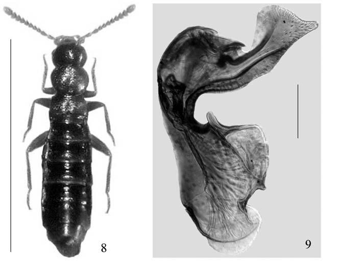 RIV. PIEM. ST. NAT., 30, 2009: 163-168 Leptusa (Chondidiopisalia) cephalotes cephalotes Bernhauer, 1909 (figg.