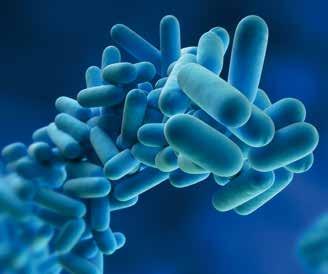 BIOCIDI BATTERICIDI LA PREVENZIONE ANTILEGIONELLA E I TRATTAMENTI ANTIBATTERICI - DISINFETTANTI Il contrasto e la prevenzione alla diffusione della "Legionella pneumophila" è uno degli aspetti più