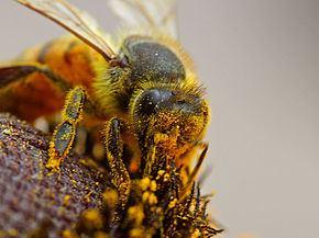 Un'ape coperta di polline su un fiore Esistono due tipi principali di impollinazione: l'autoimpollinazione o impollinazione autogama, si verifica quando il polline passa direttamente dall'antera di