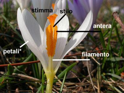 dorsifisse, se inserite per