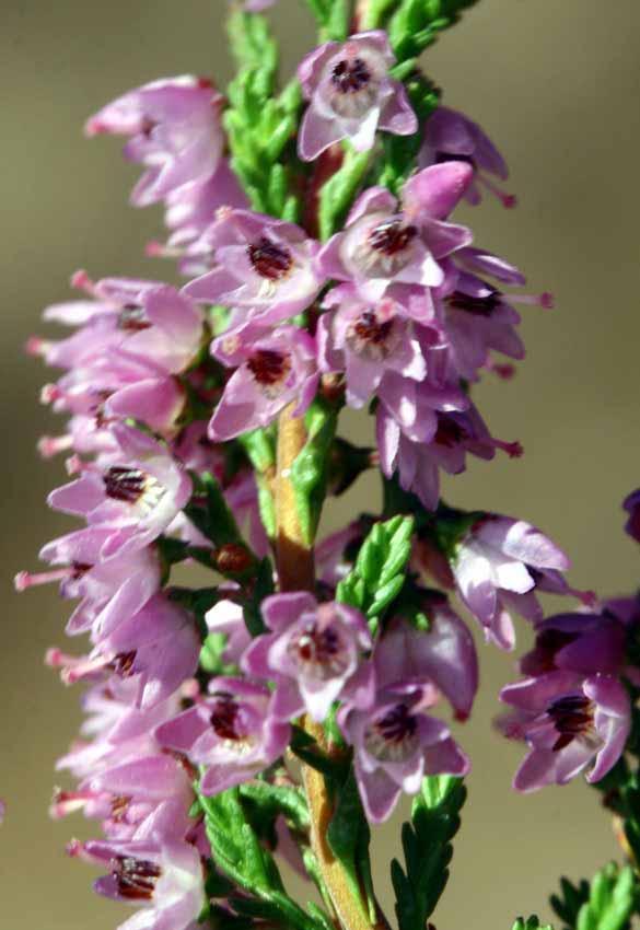 Calluna Vulgaris