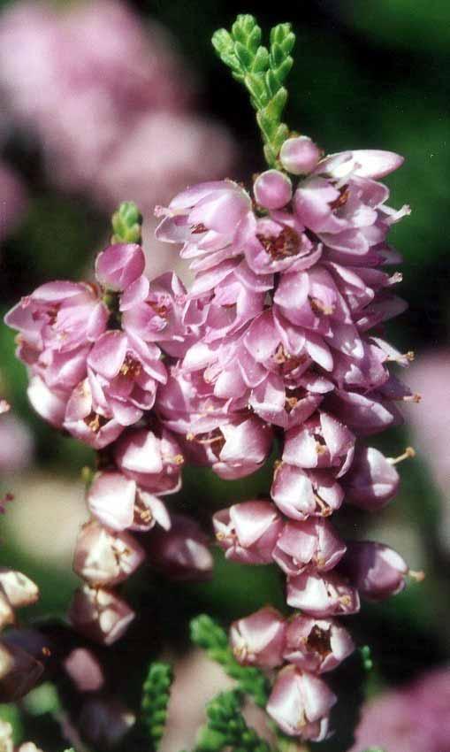 Calluna Vulgaris