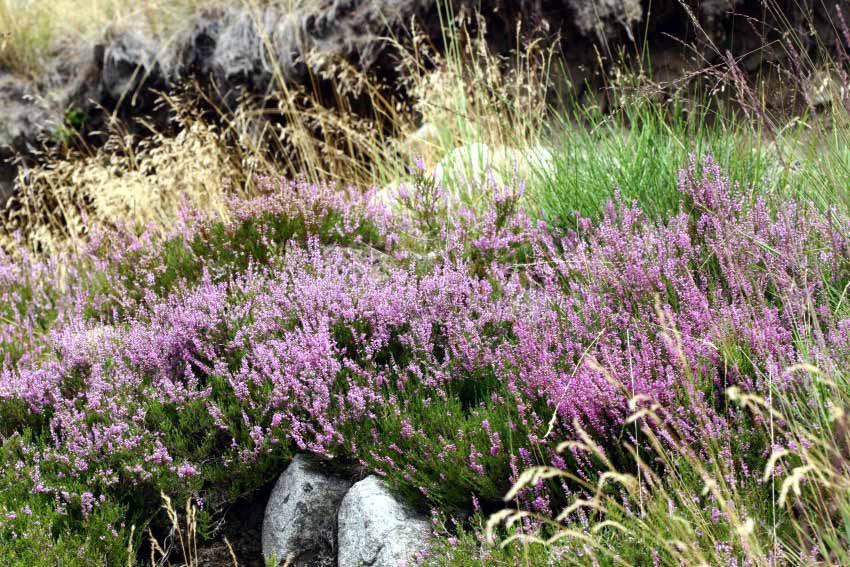 Calluna Vulgaris Erica, Grecchia,