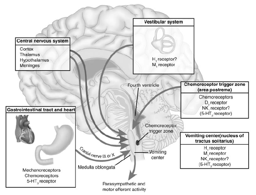 La comprensione delle vie nervose che sono implicate nell emesi ha fornito una base razionale all impiego di farmaci antiemetici CONTROLLO CENTRALE DEL VOMITO Chemoreceptor trigger zone = Area