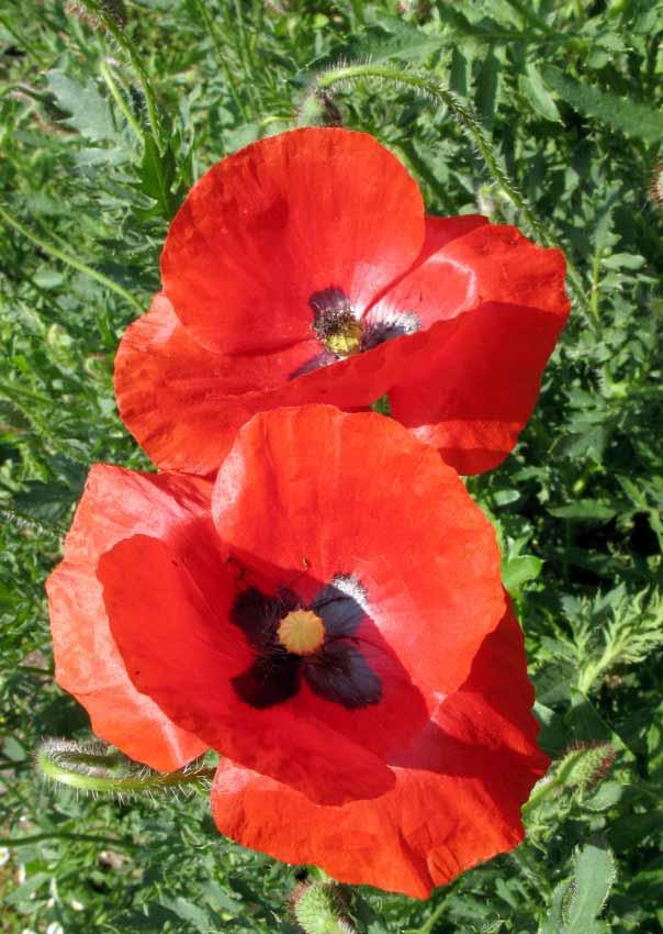 Papaver Rhoeas