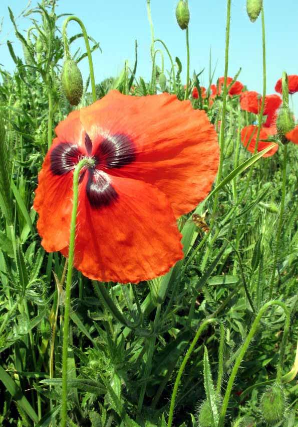 Papaver Rhoeas