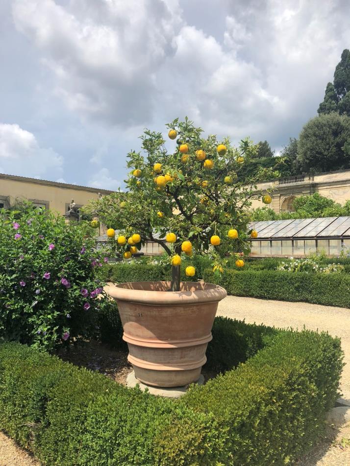 terrazza con 500 agrumi