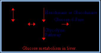 La glicogeno fosforilasi è regolata sia allostericamente che ormonalmente Nel fegato il glucagone attiva la glicogeno fosforilasi