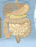 glicogeno a1-6, a1-4 terminale maltotriosio destrine