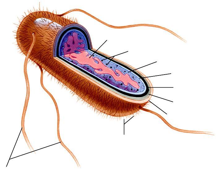 La cellula procariota nucleoide