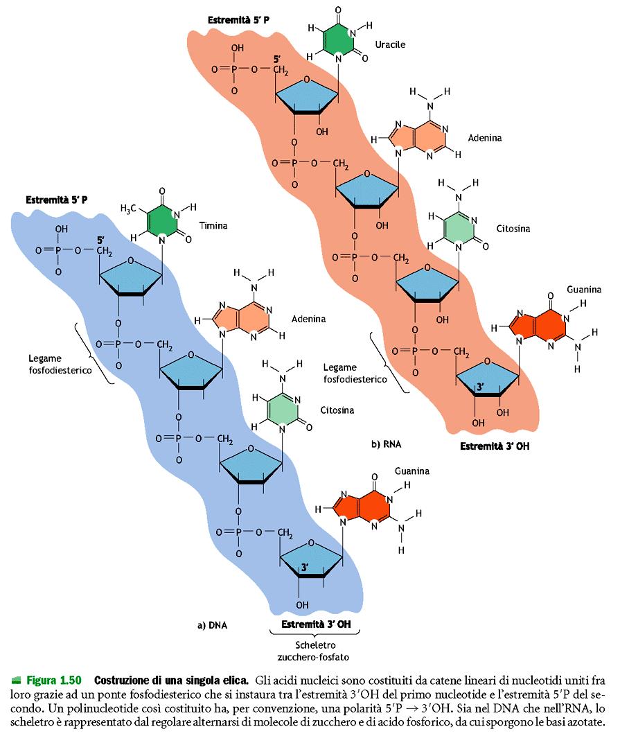 DNA ed RNA