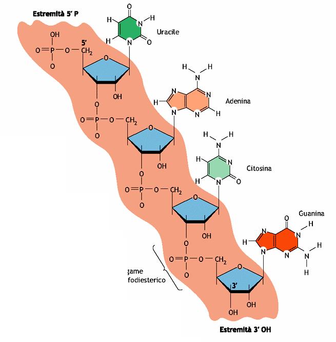 ACIDI NUCLEICI Tabella: i tipi principali di RNA prodotti nelle cellule RNA Funzione RNA rrna mrna trna scrna snrna snorna microrna RNA ribosomali, formano la struttura base dei ribosomi e