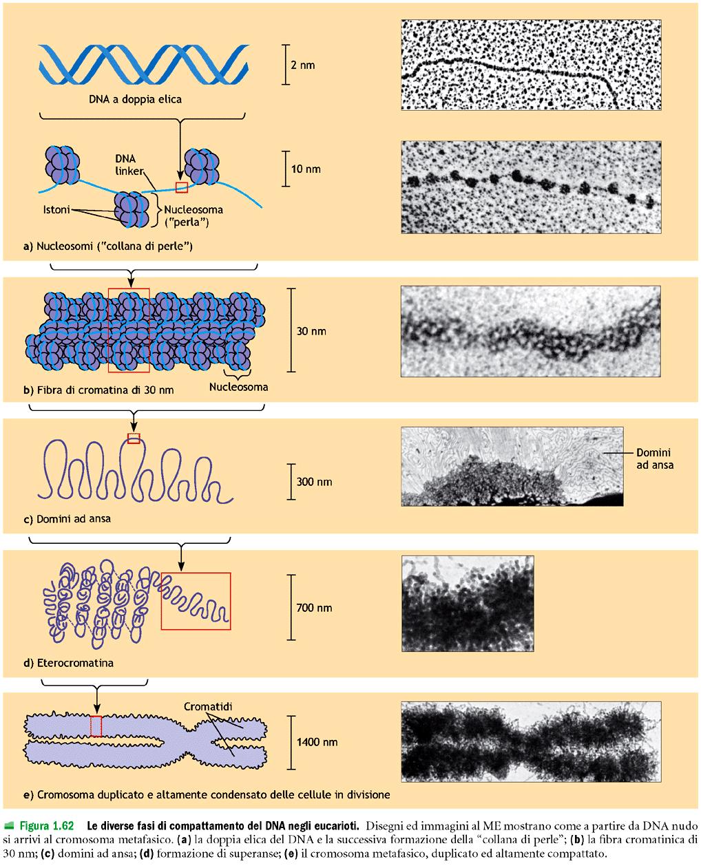 ACIDI NUCLEICI DNA: strategie di