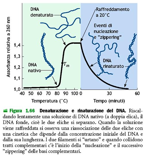 fisiche