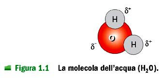 Caratteristiche dell H 2 O (A) L H 2 O è una molecola polare con una carica leggermente negativa (δ-) in corrispondenza dell atomo di ossigeno e una carica