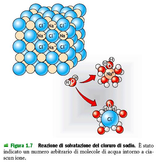 A causa della loro polarità le molecole di H 2 O possono formare