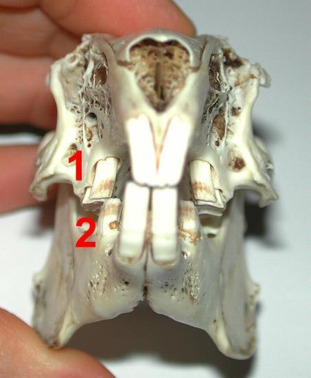 questa immagine mostra la normale inclinazione dei denti molariformi: i denti superiori (1)
