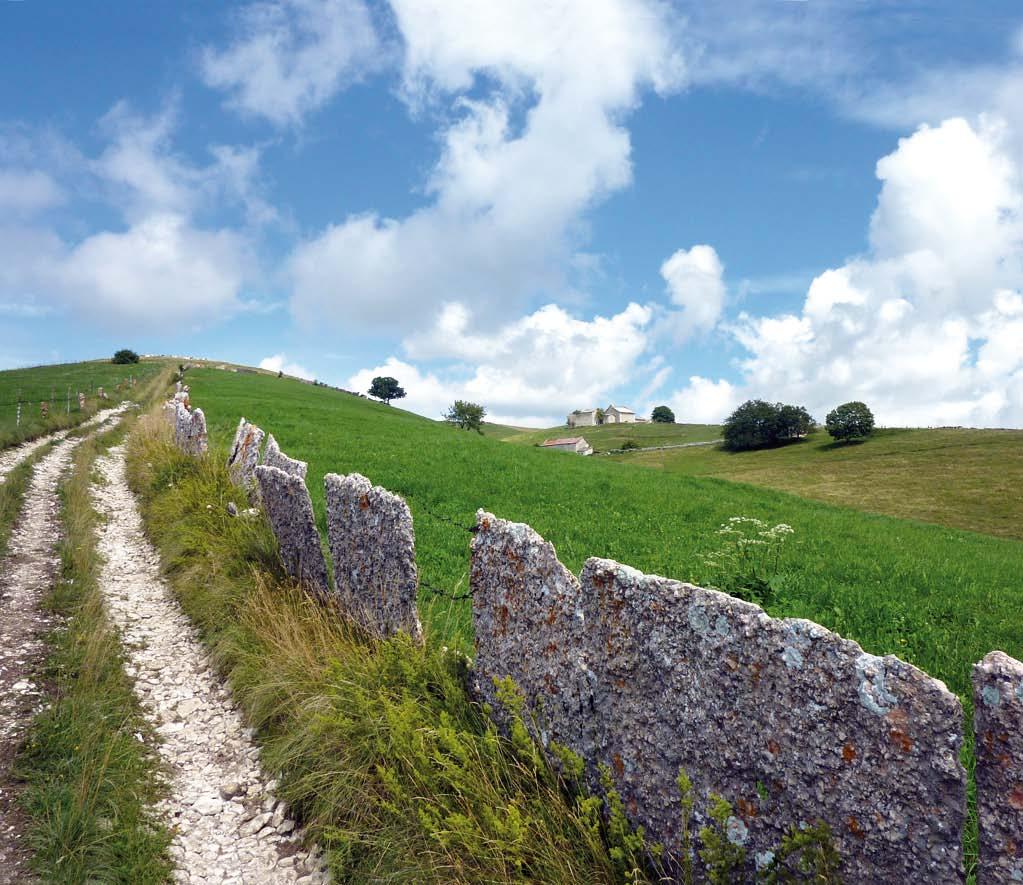 ITINERARIO 7 Bosco Chiesanuova, Malga Valpiana, Malga Valpianetta, Malga Baston e Bocca di Selva Sentieri n.