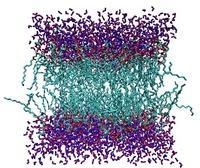 Modulo 11: Membrane e