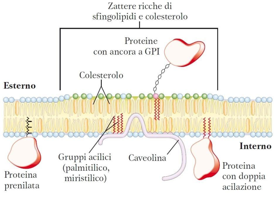 La membrana plasmatica presenta microdomini (zattere) Associazioni stabili di sfingolipidi e colesterolo nel foglietto esterno producono microdomini: leggermente più densi delle altre
