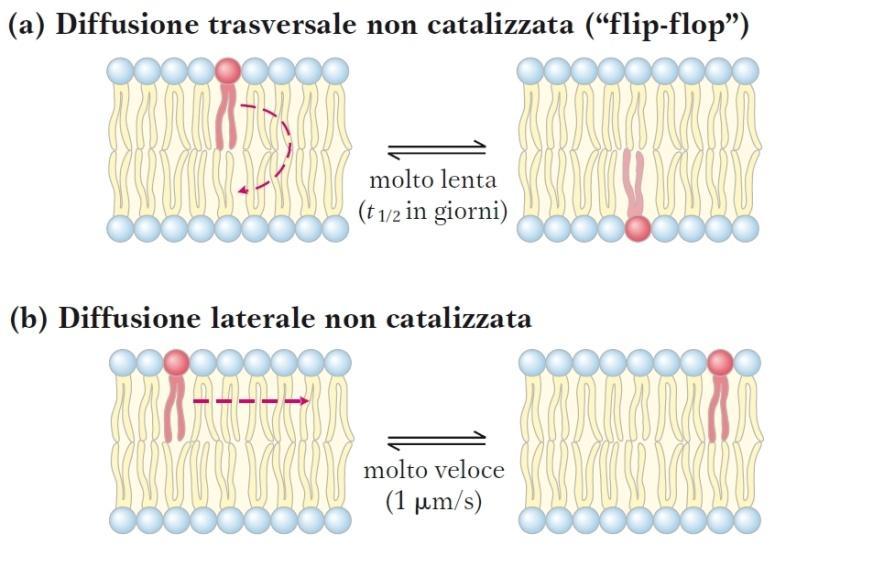 Movimento dei lipidi nel doppio strato lipidico I lipidi inseriti nelle membrane sono soggetti ad una rapida