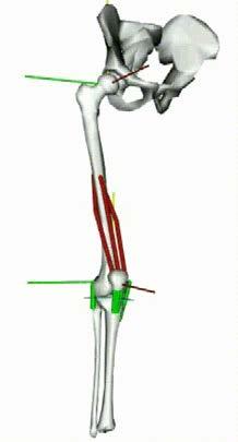 Modellazione del sistema muscolo-scheletrico. Parametri di prestazione e sicurezza di attrezzi sportivi e riabilitativi. Sistemi e sensori per misure biomeccaniche in esercizio.