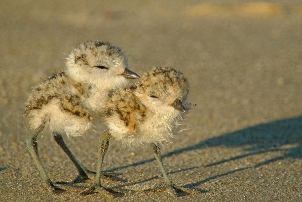 I PICCOLI I pulli. I piccoli sono nidifughi (vale a dire che lasciano subito il nido). Dopo circa un paio di ore dalla nascita sono in grado di correre lungo le spiagge e alimentarsi da soli.