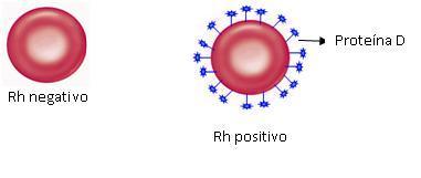 presentano. La determinazione del fenotipo Rh ha grande importanza oltre che per le pratiche trasfusionali, per individuare le donne Rh negative coniugate con un D positivo.