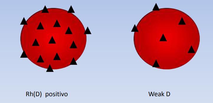 Nel corso del parto è frequente che le emazie del feto passino nel circolo della madre.