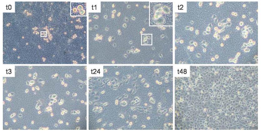 3. Biomedicale: ingegneria tissutale e